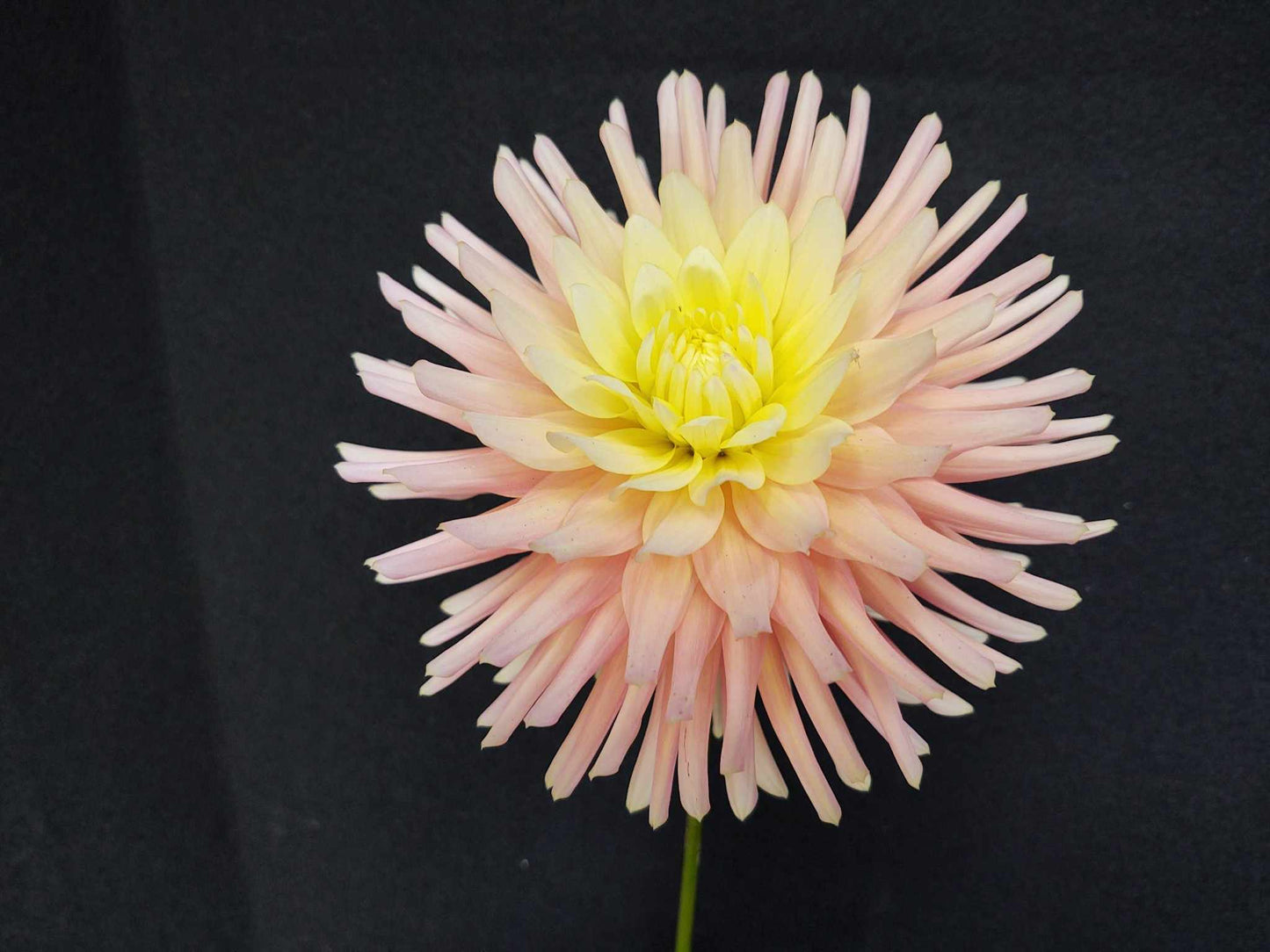 CLEARVIEW CLARA BELLE