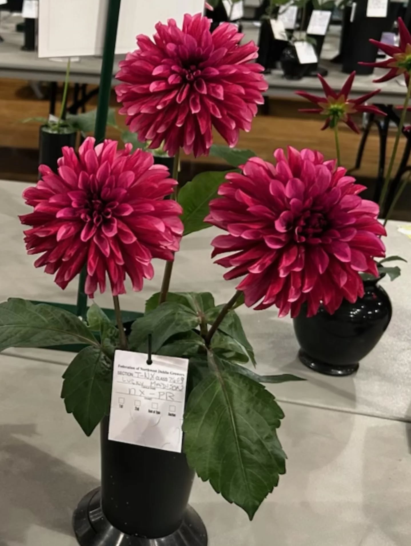 LUCKY MADISON (NEW 2026) -LIMIT 1