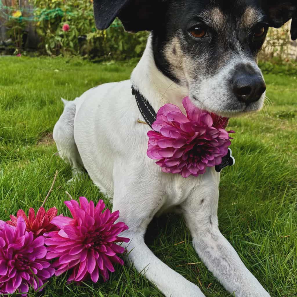 LUCKY JILL (NEW 2026) -LIMIT 1