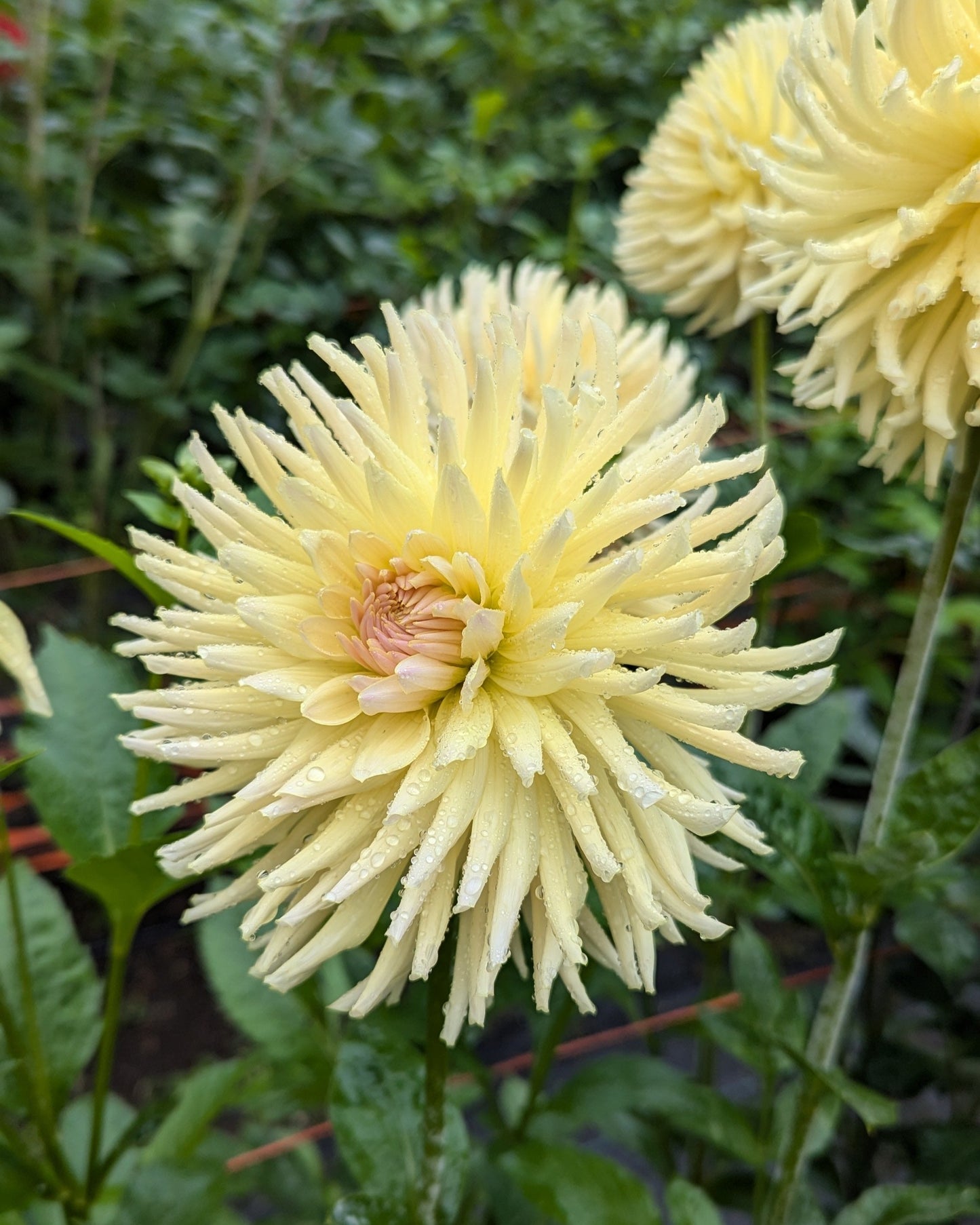 CLEARVIEW CITRON