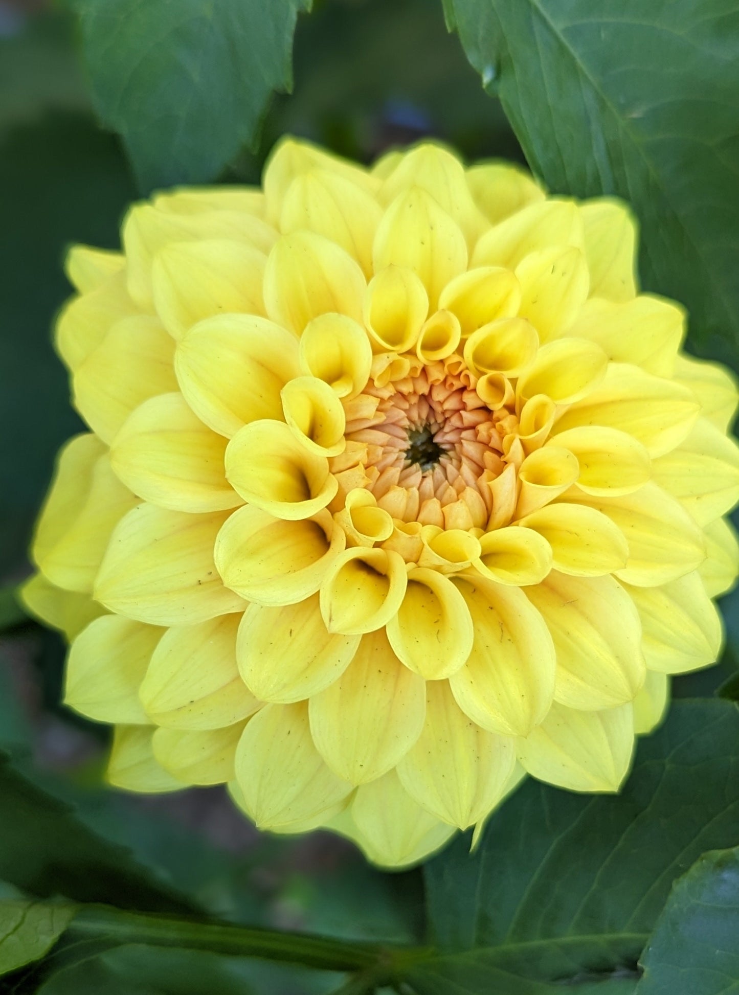 GOLDEN SCEPTER (1926)