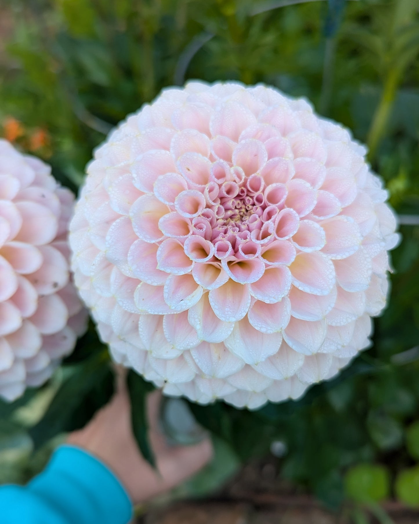 KA'S®️ CINDER ROSE - LIMIT 1