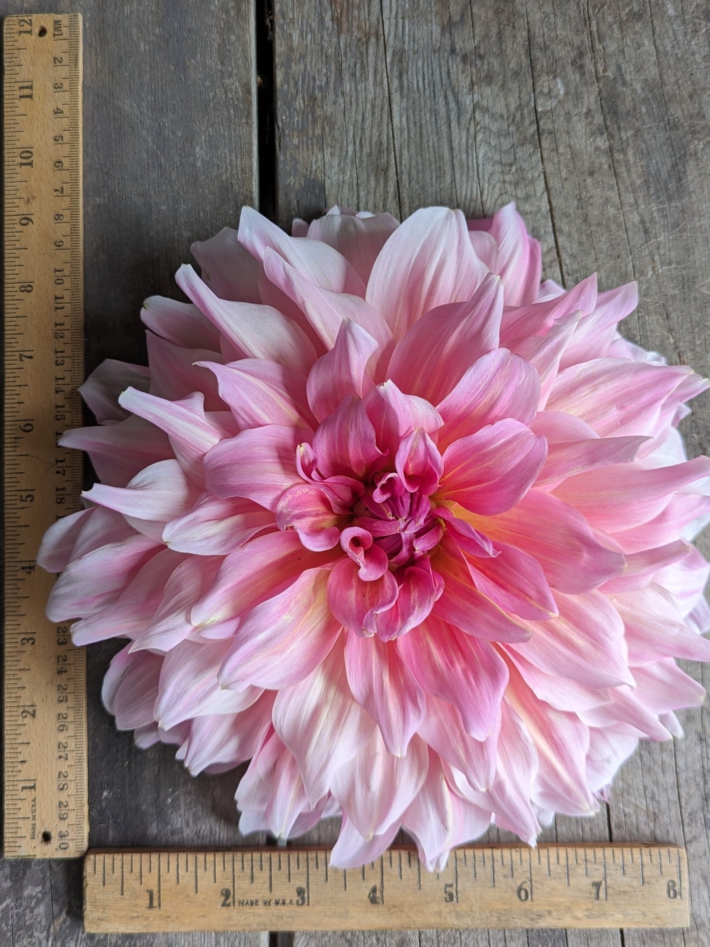 OTTO'S THRILL (1956)