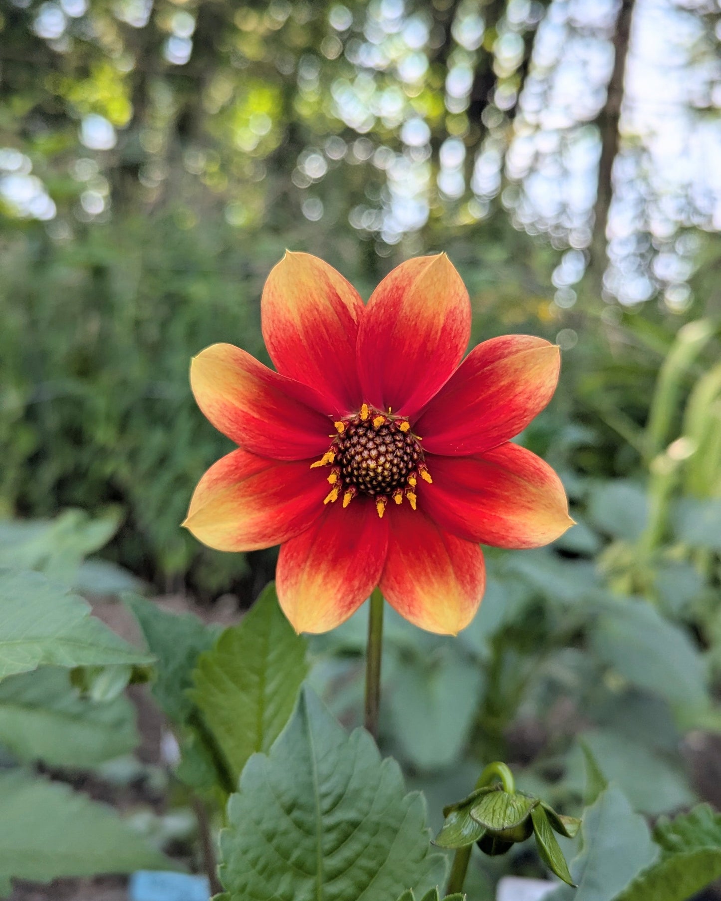 RAEANNE'S TIGER'S EYE