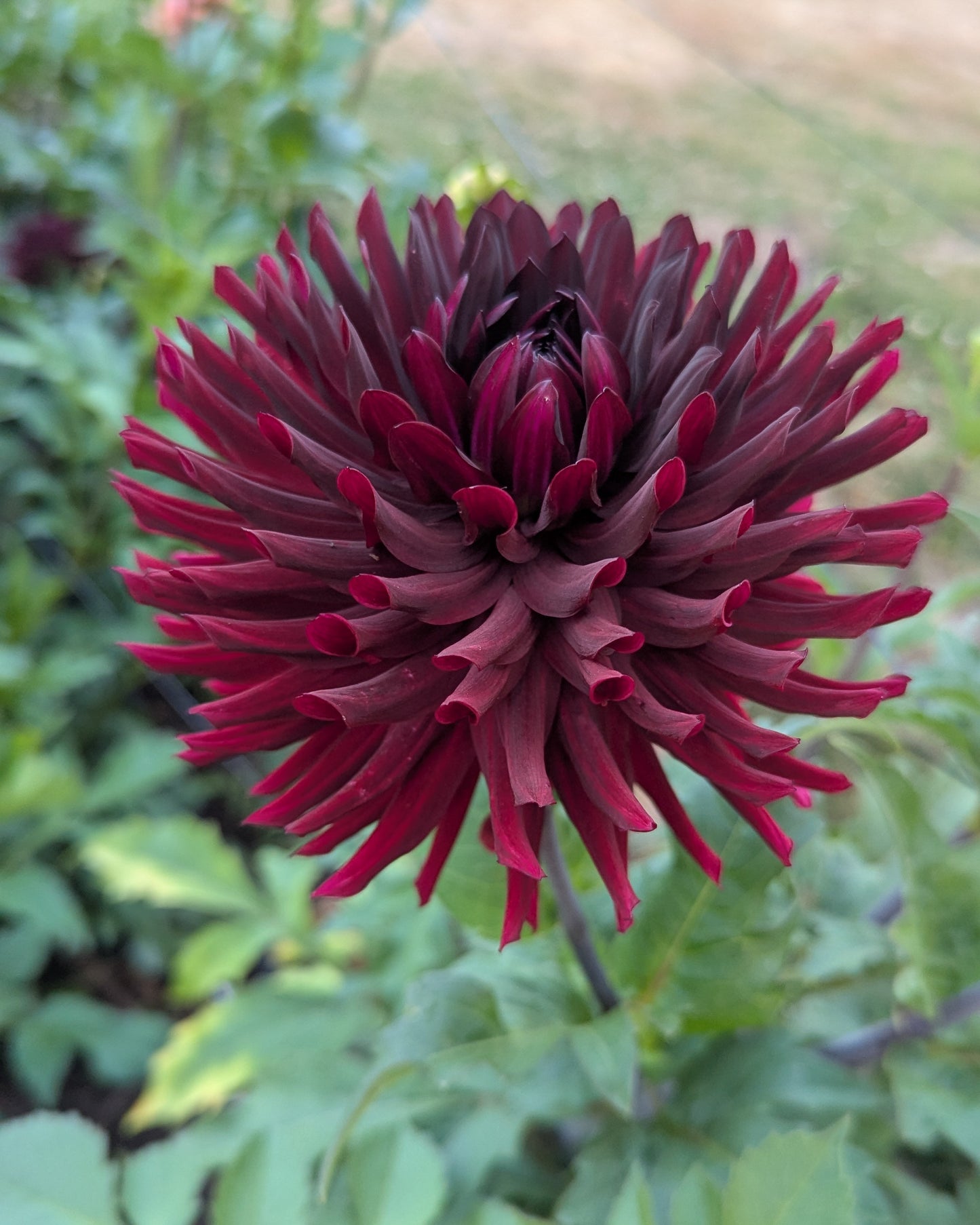 BULL'S BLOOD - LIMIT 1