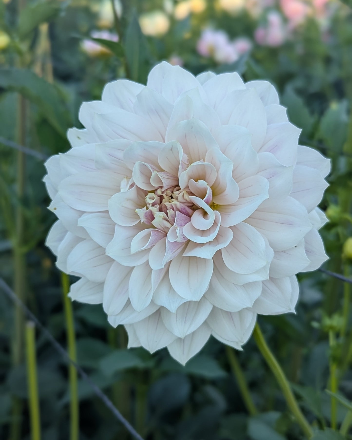 HOLLYHILL SNOW QUEEN