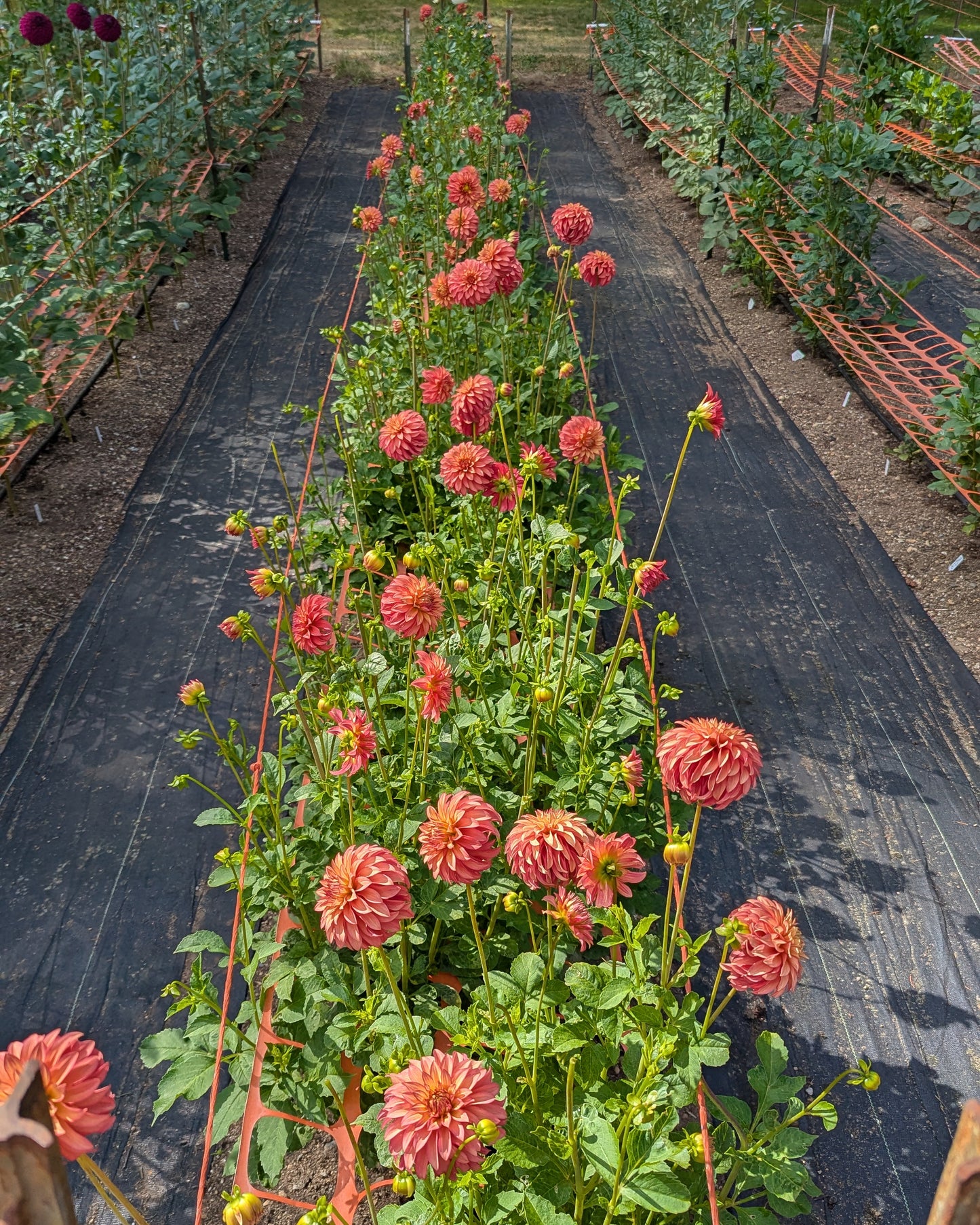 CLEARVIEW CINNABAR -LIMIT 1
