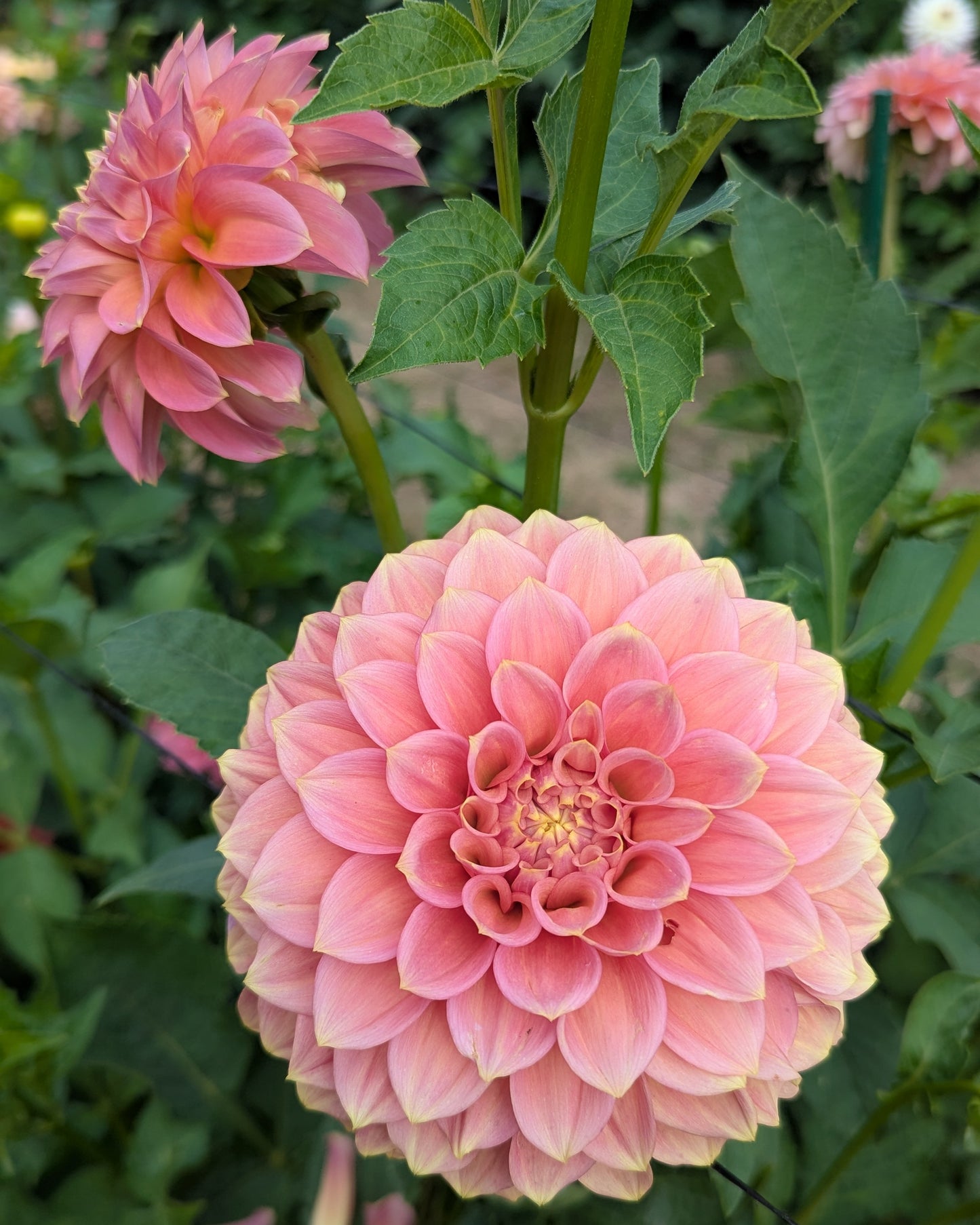 PEACHY PARADE -LIMIT 2