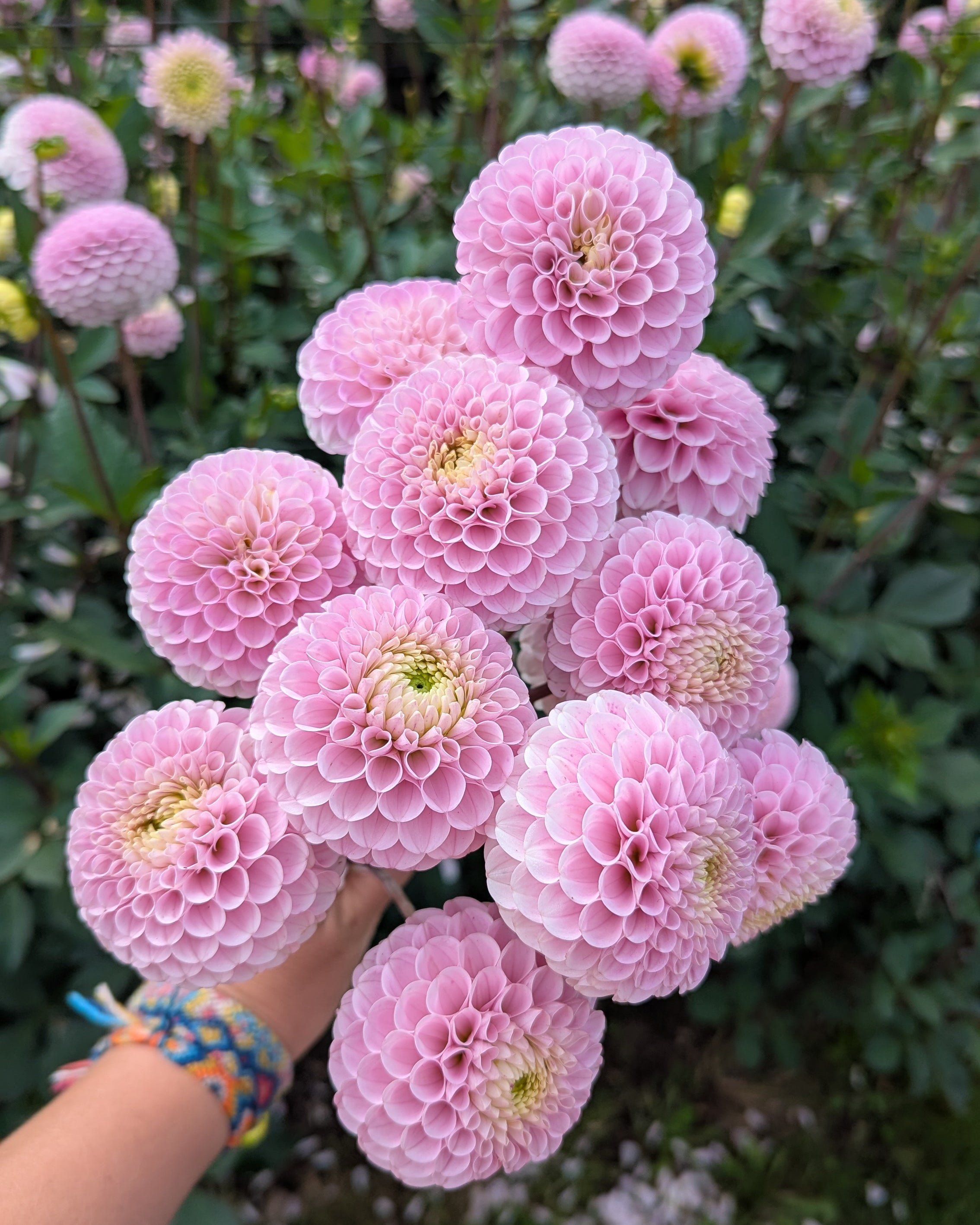 20TH AVE DELICADA -LIMIT 2 – Misfit Dahlias