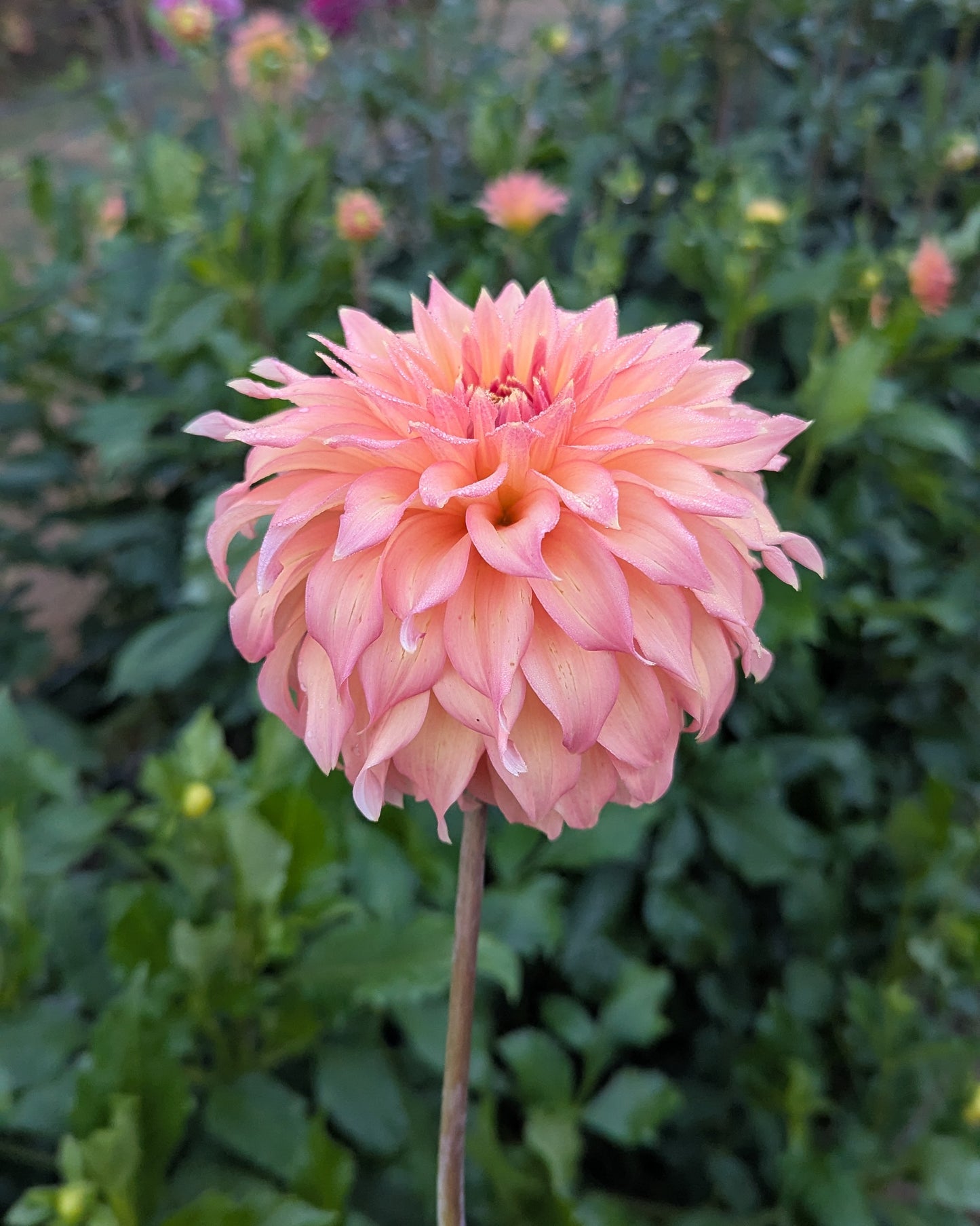 NEWAUKUM HONEY - LIMIT 1