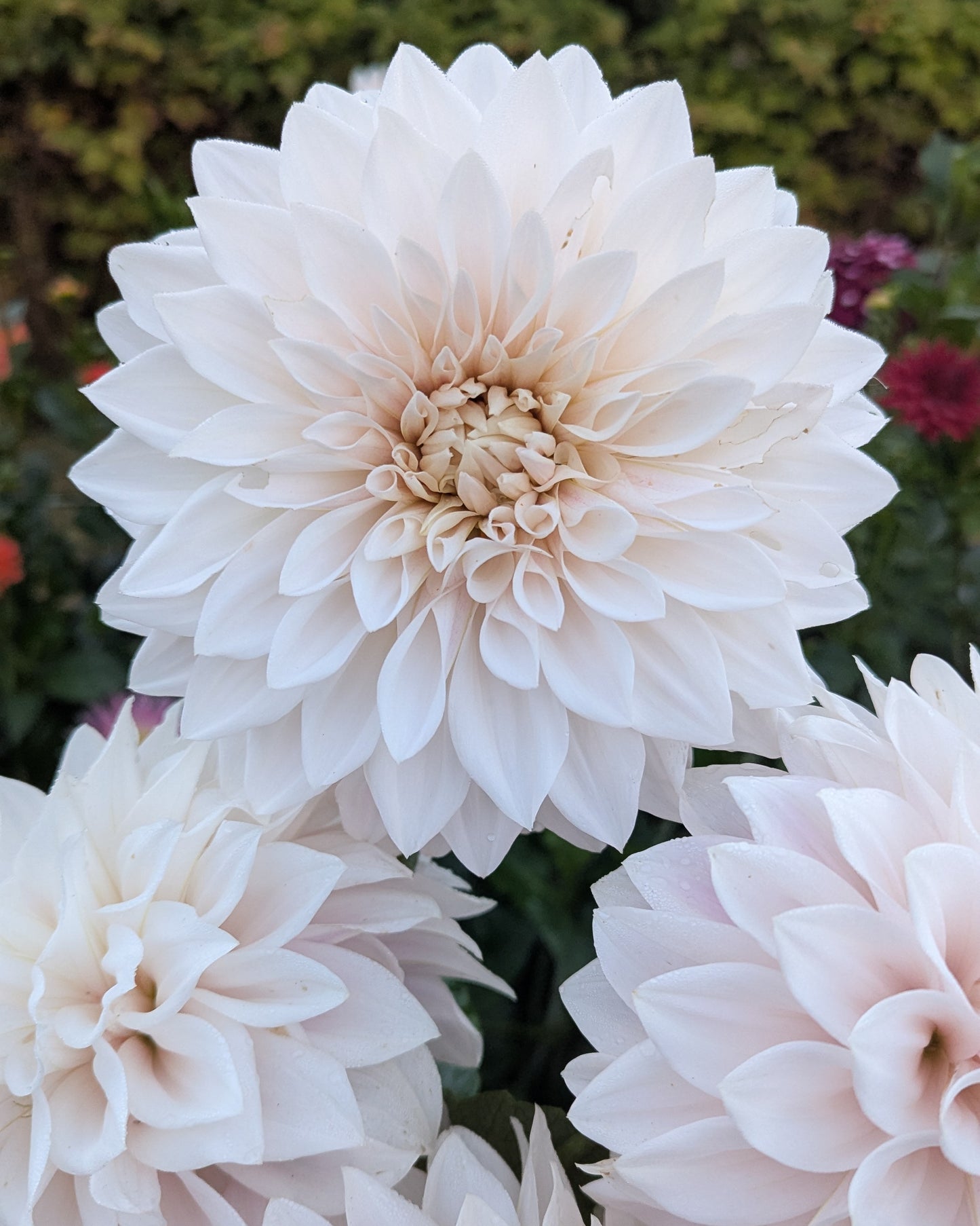 MARRYN'S MAMAWO & POPO