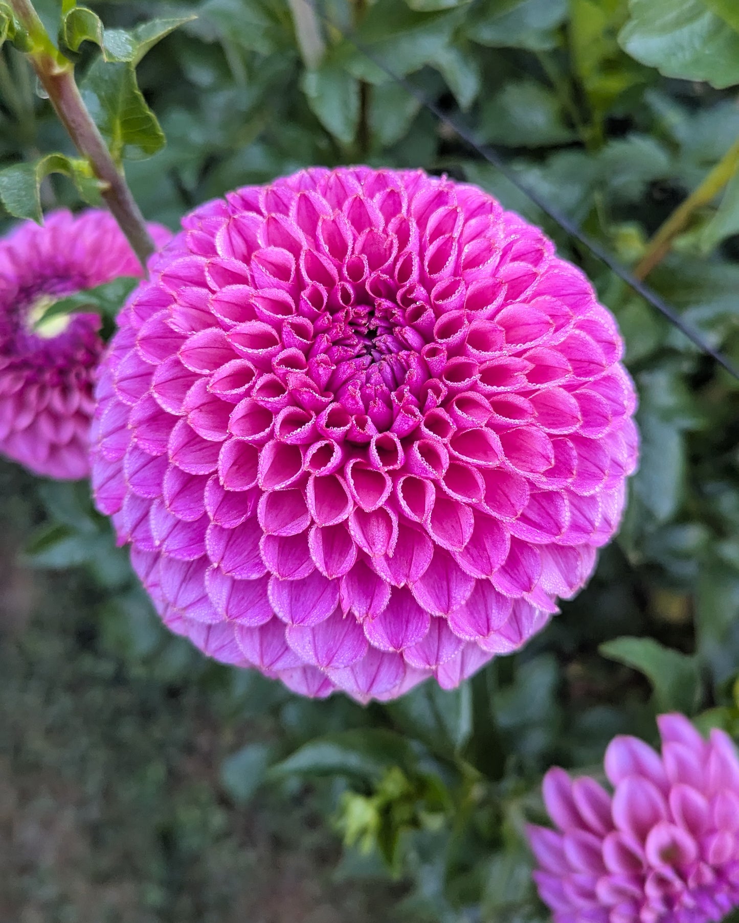 KA'S®️ GRANDMA SYB