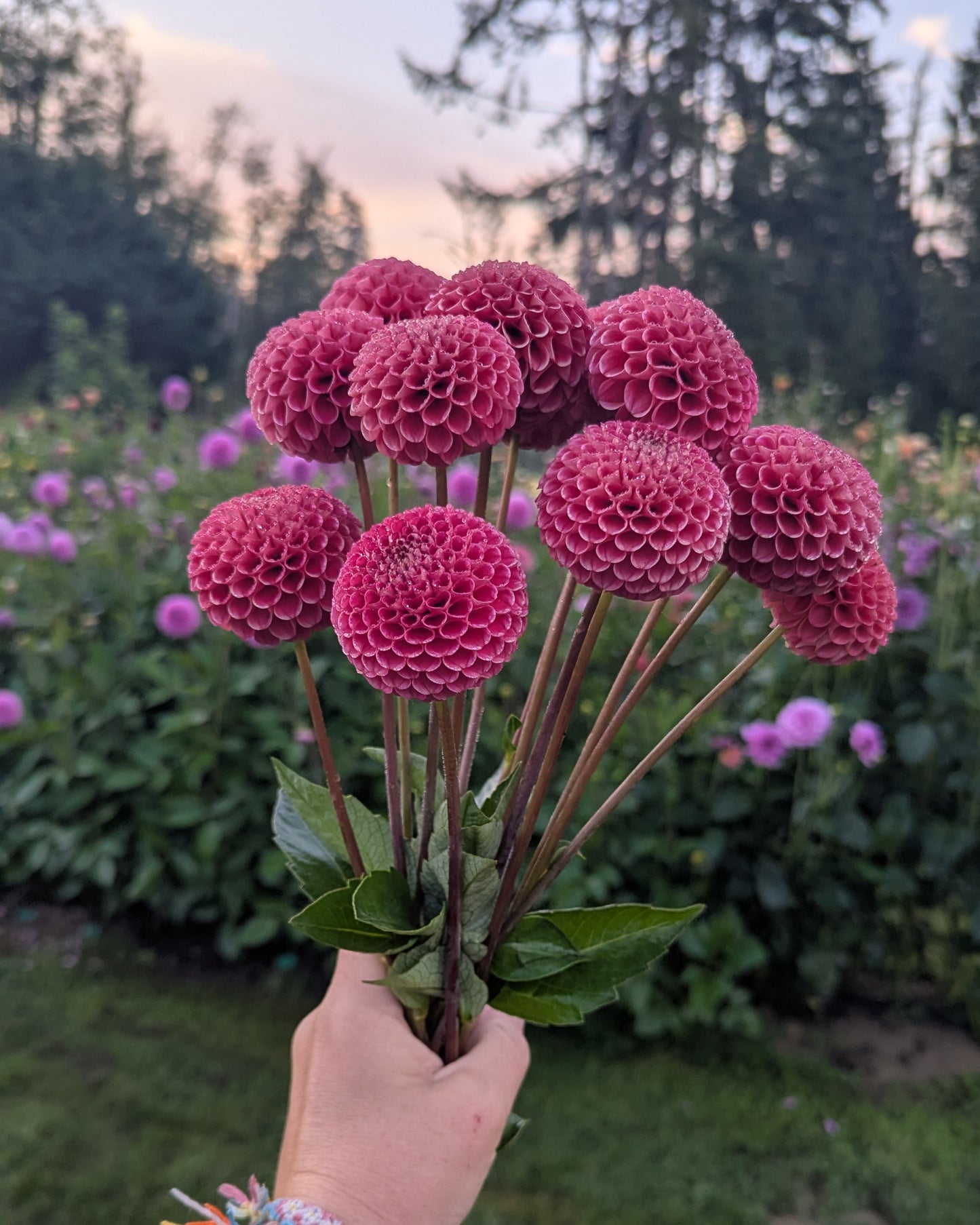 SB'S KA'S CHOICE -LIMIT 2