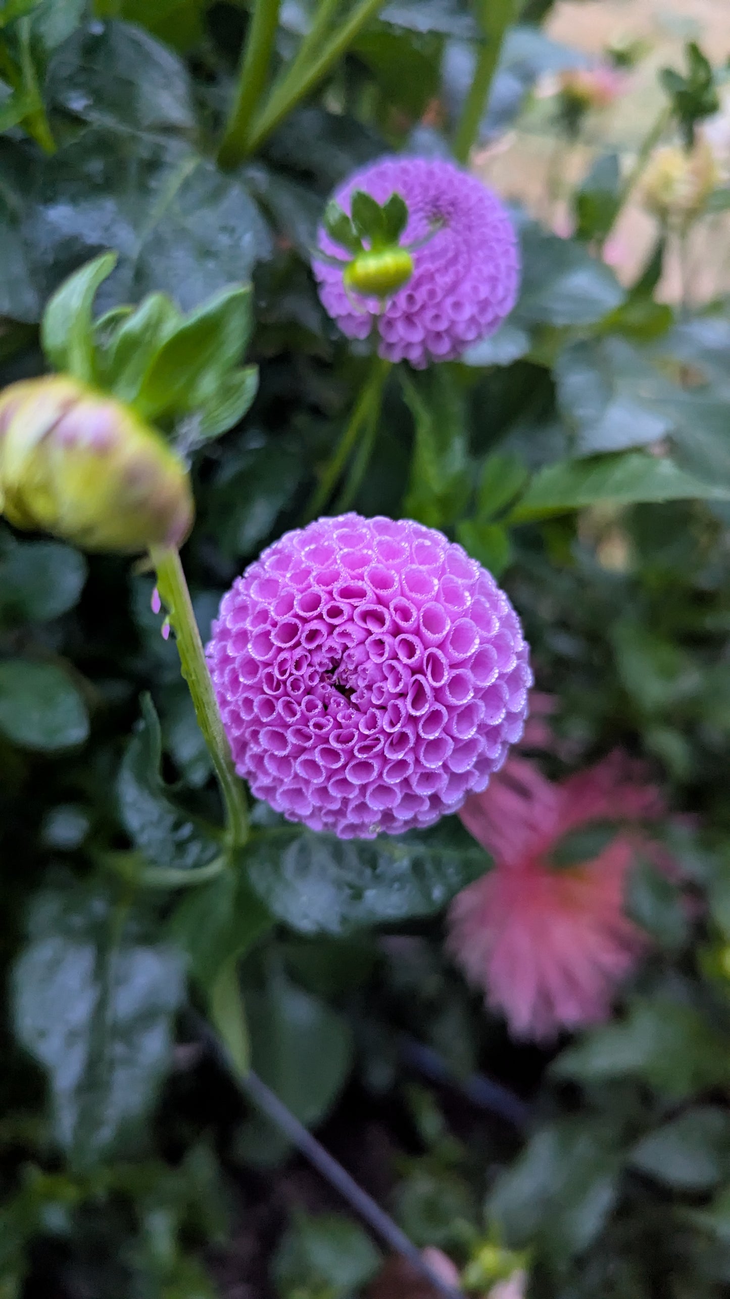 CUTTING!! HALLMARK (1960)