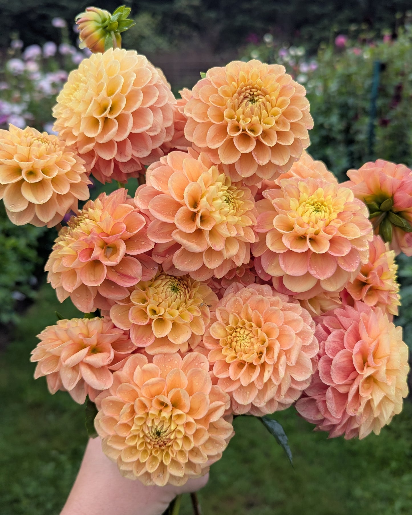 FERNCLIFF HONEYCOMB