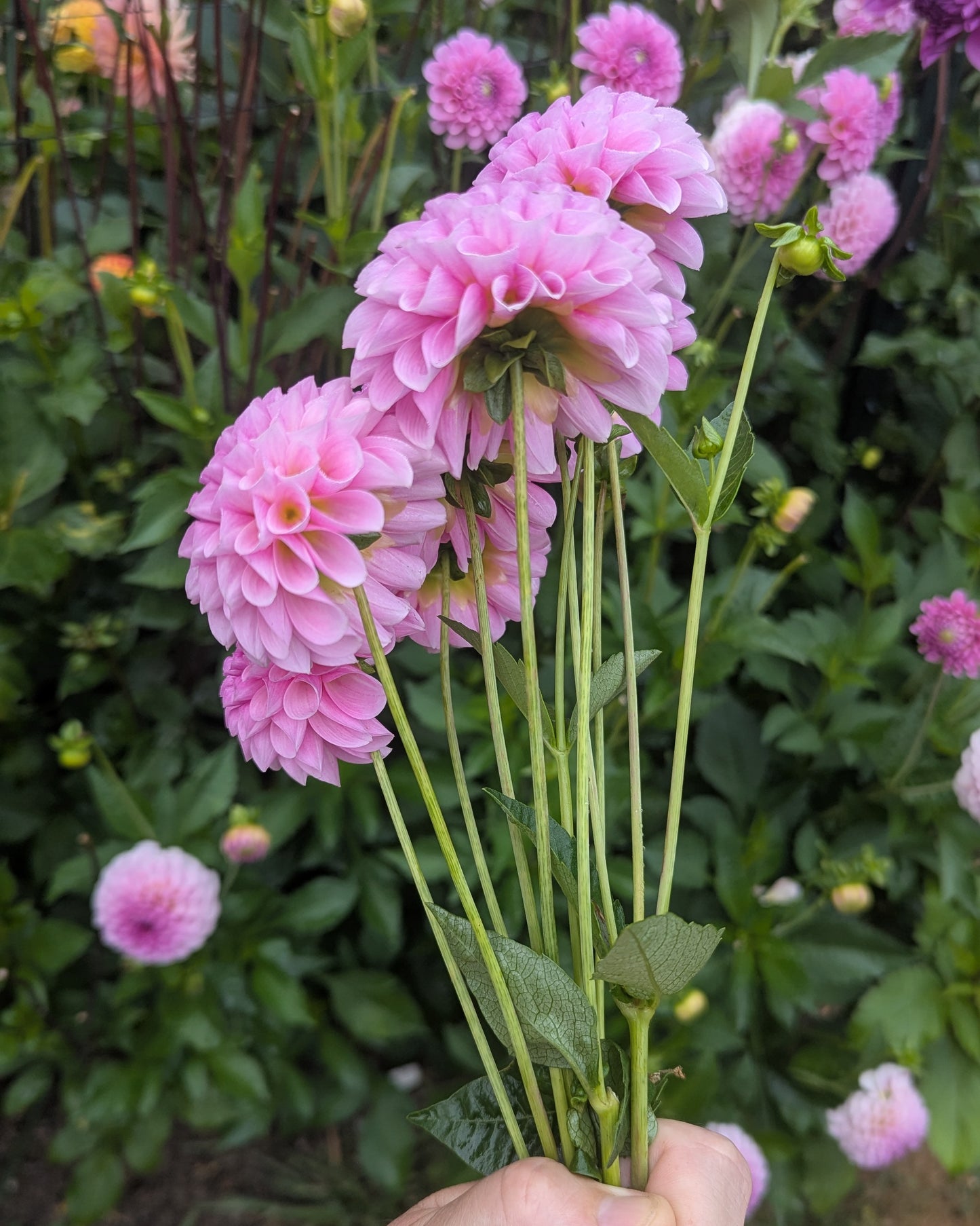 STOLZE VAN BERLIN (1884)