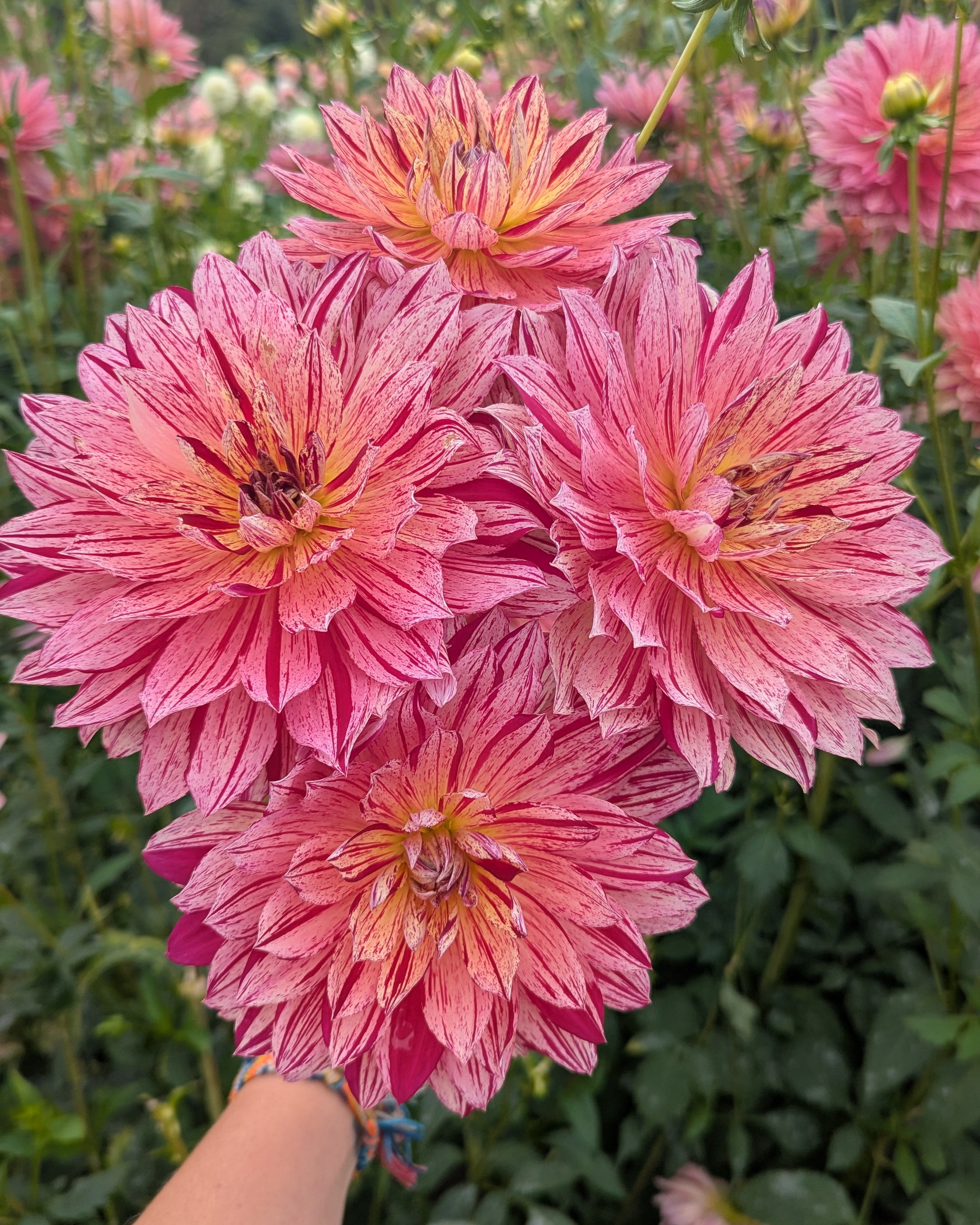 HOLLYHILL PINK TIGRESS -LIMIT 2 – Misfit Dahlias