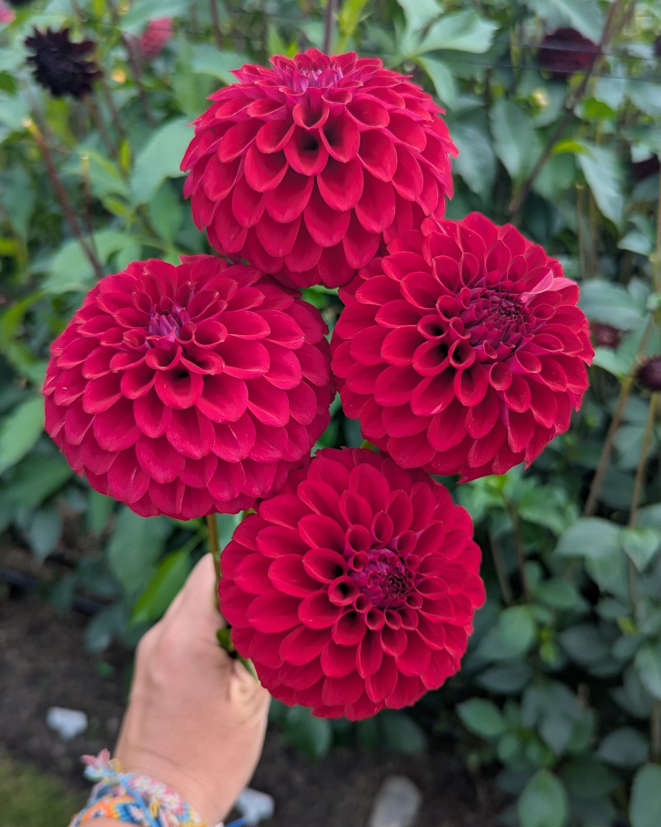 SKIPLEY ROAD SHERRY – Misfit Dahlias