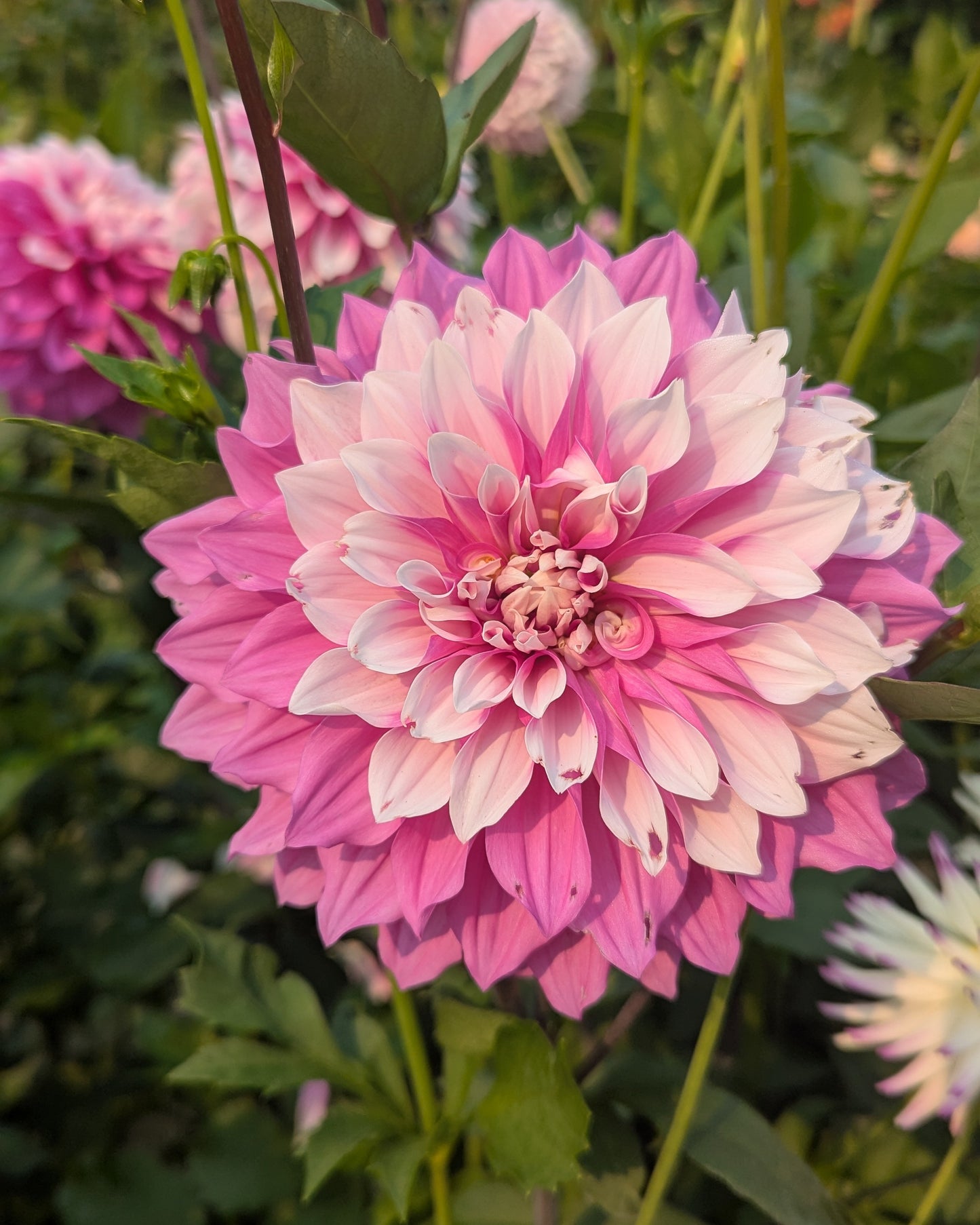 AC WALT (NEW 2026) -LIMIT 1