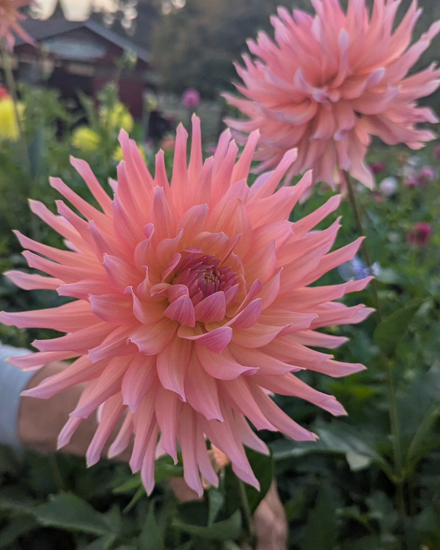 LAKEVIEW SUNSET (NEW 2026) -LIMIT 1