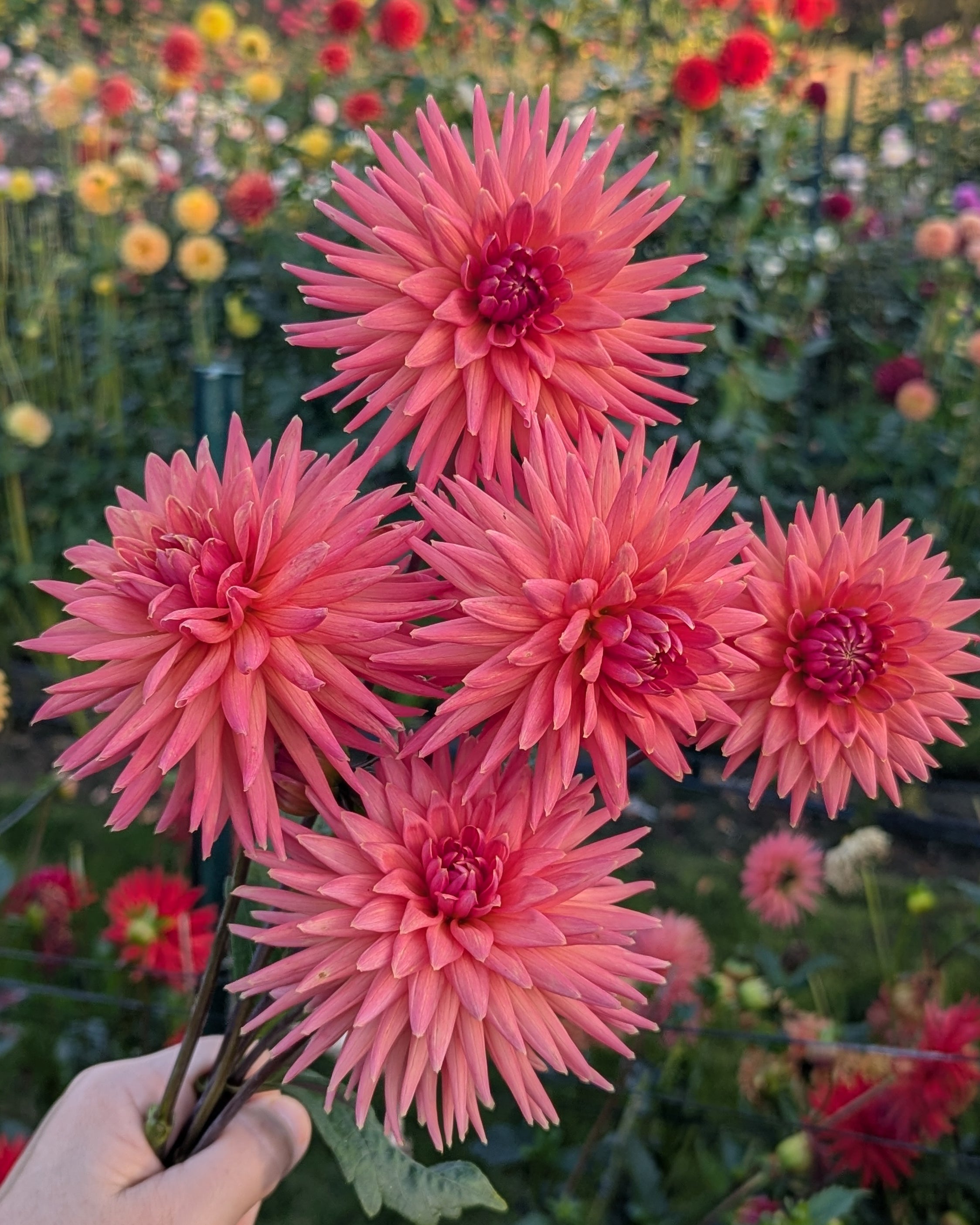 CLEARVIEW GINGER – Misfit Dahlias