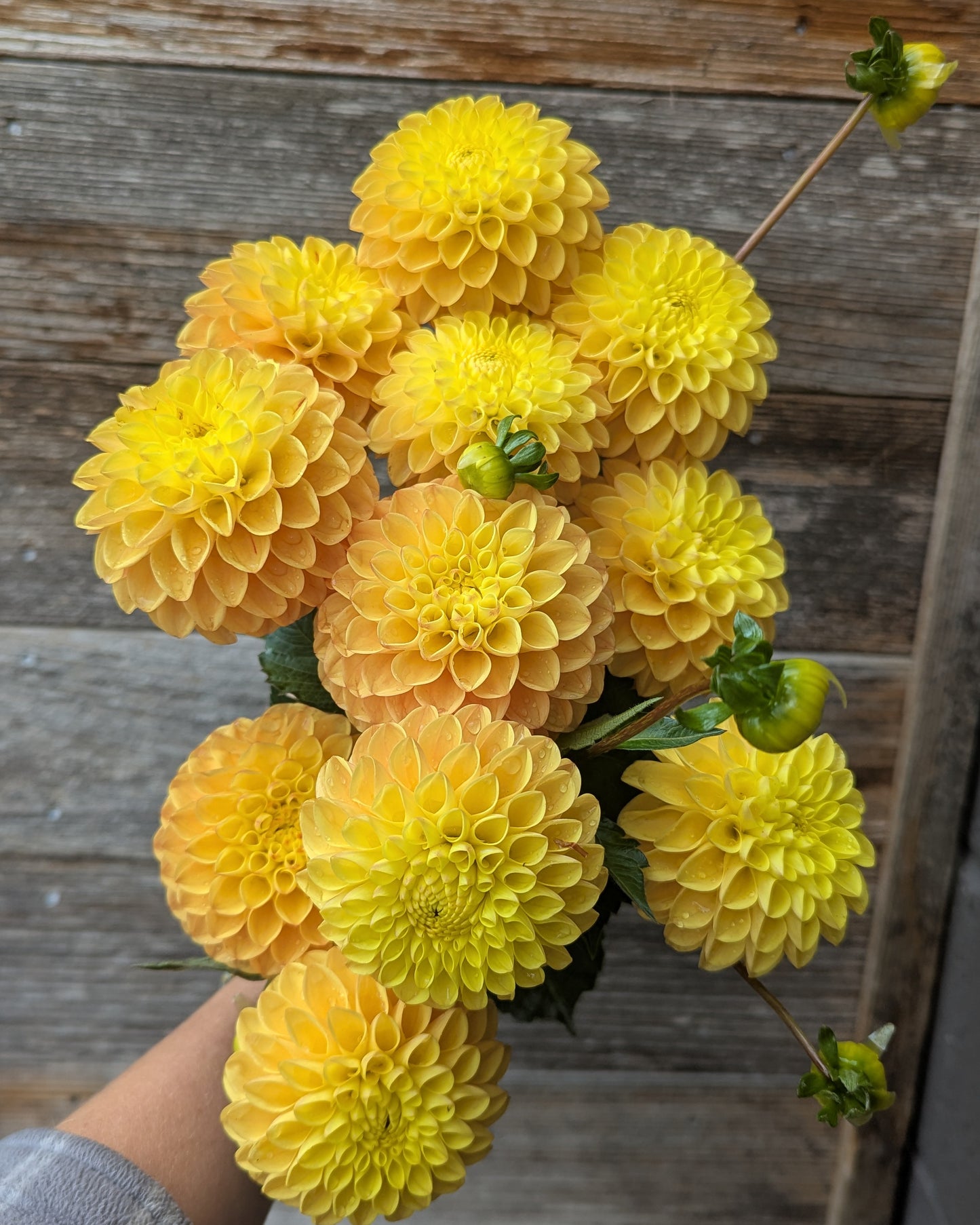 CLEARVIEW BUTTERSCOTCH