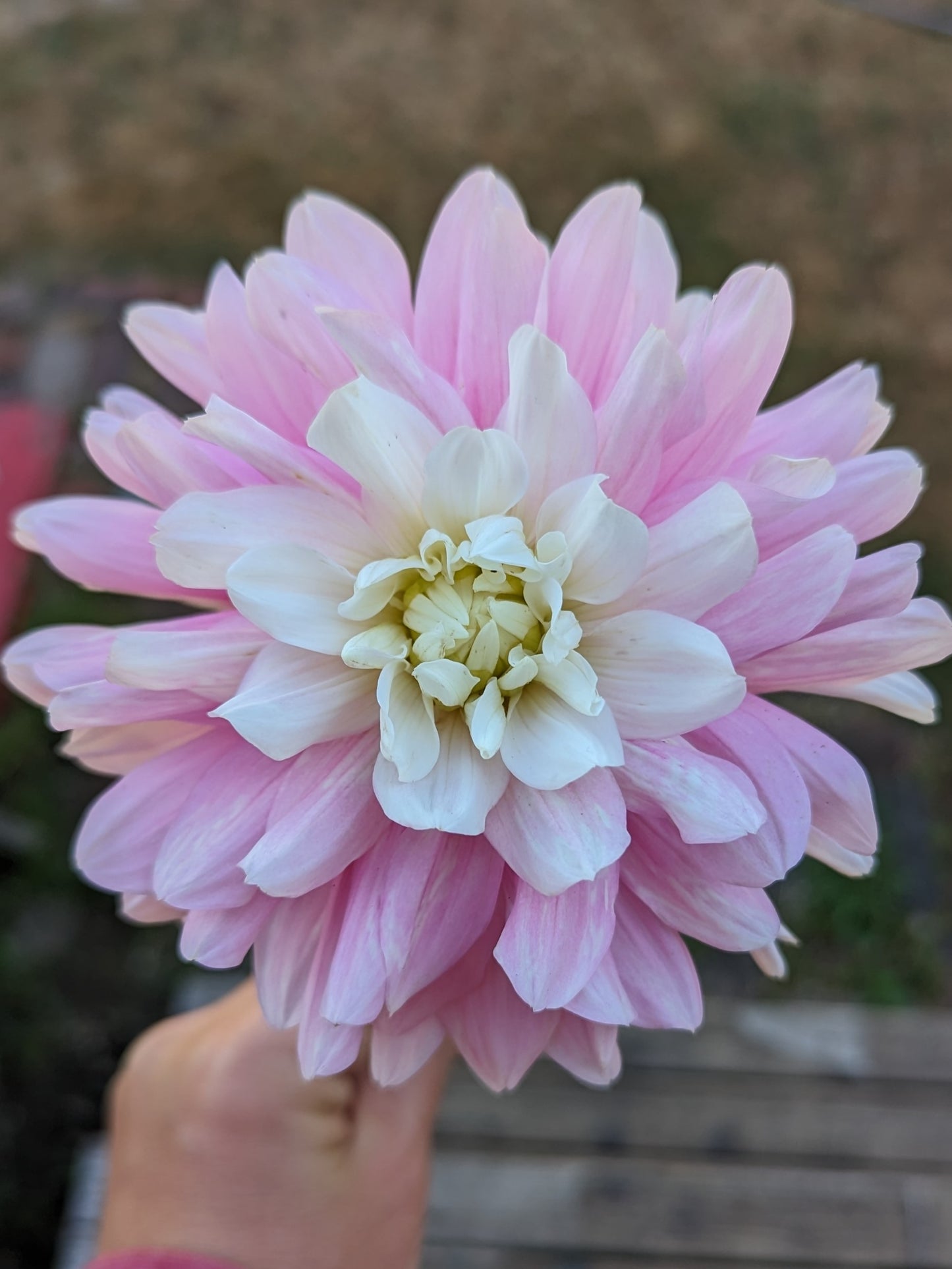 CHILSON'S PRIDE (1954)