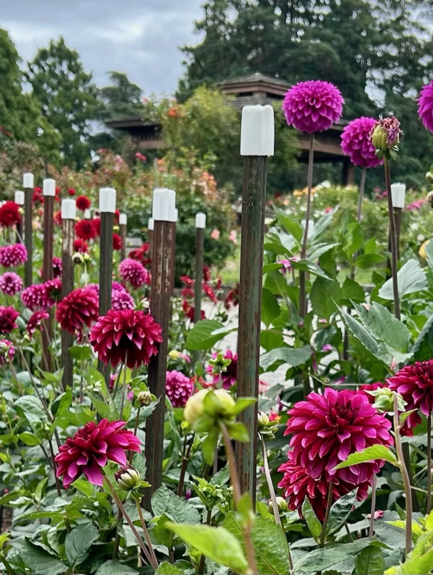 LUCKY MADISON (NEW 2026) -LIMIT 1