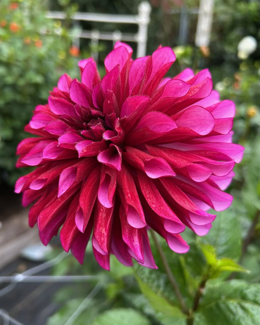 LUCKY MADISON (NEW 2026) -LIMIT 1