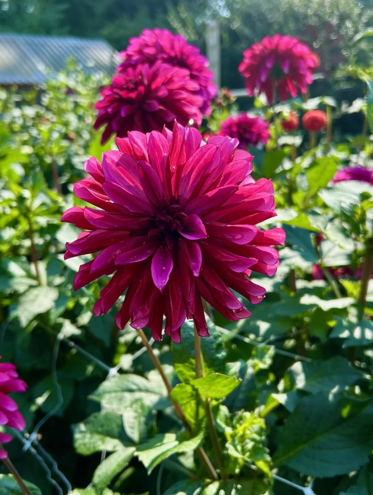 LUCKY MADISON (NEW 2026) -LIMIT 1