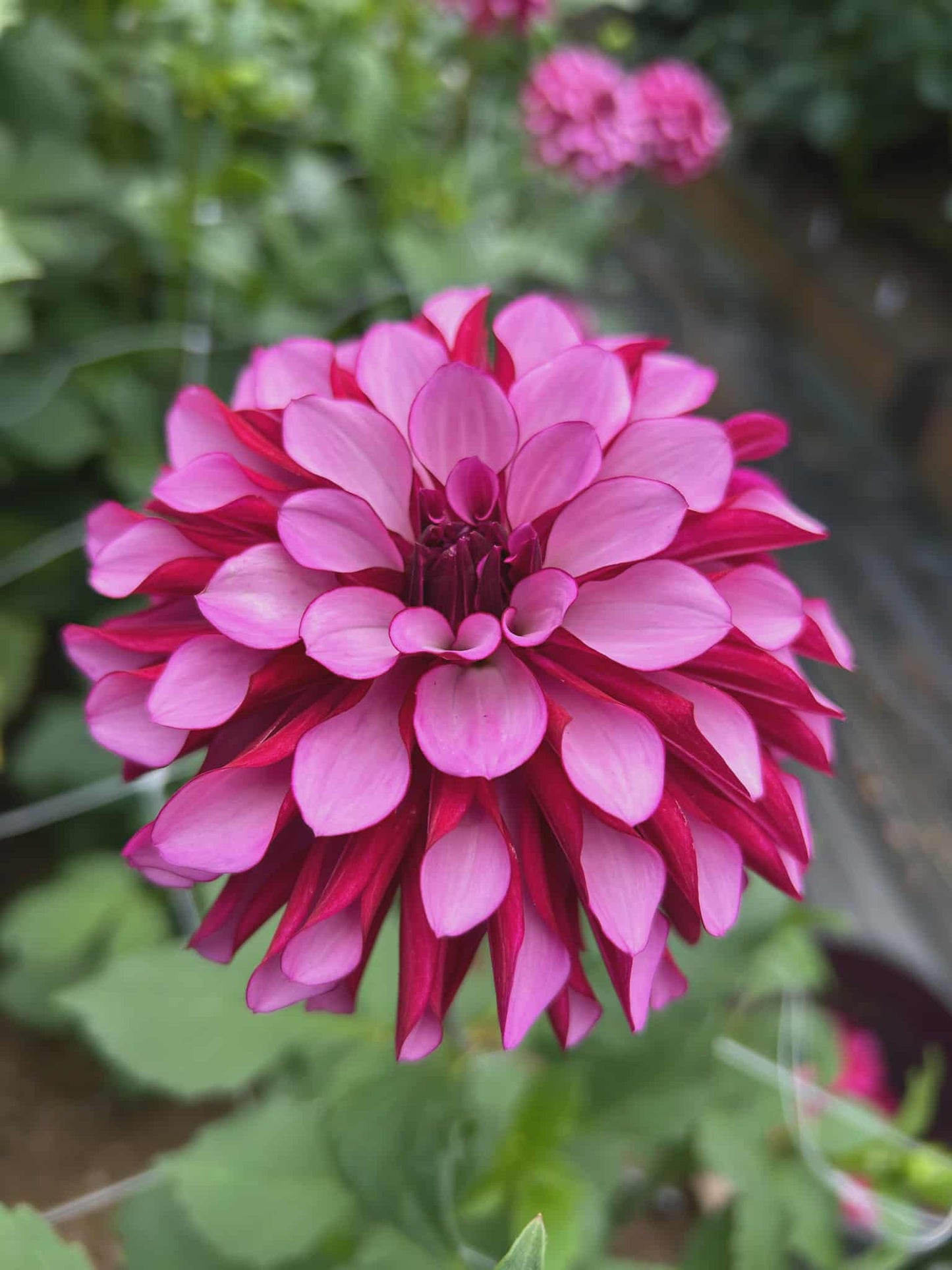 LUCKY JILL (NEW 2026) -LIMIT 1