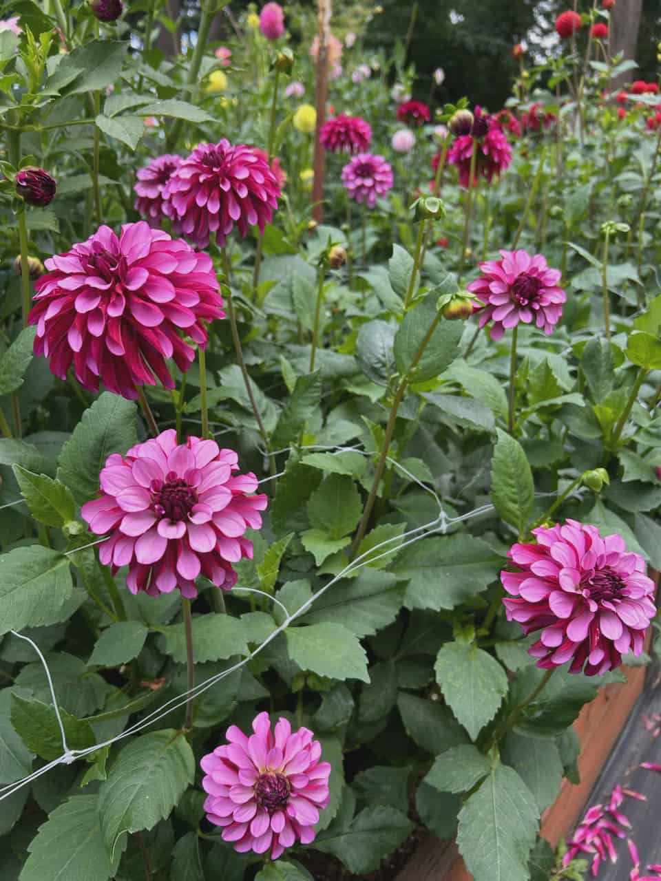 LUCKY JILL (NEW 2026) -LIMIT 1