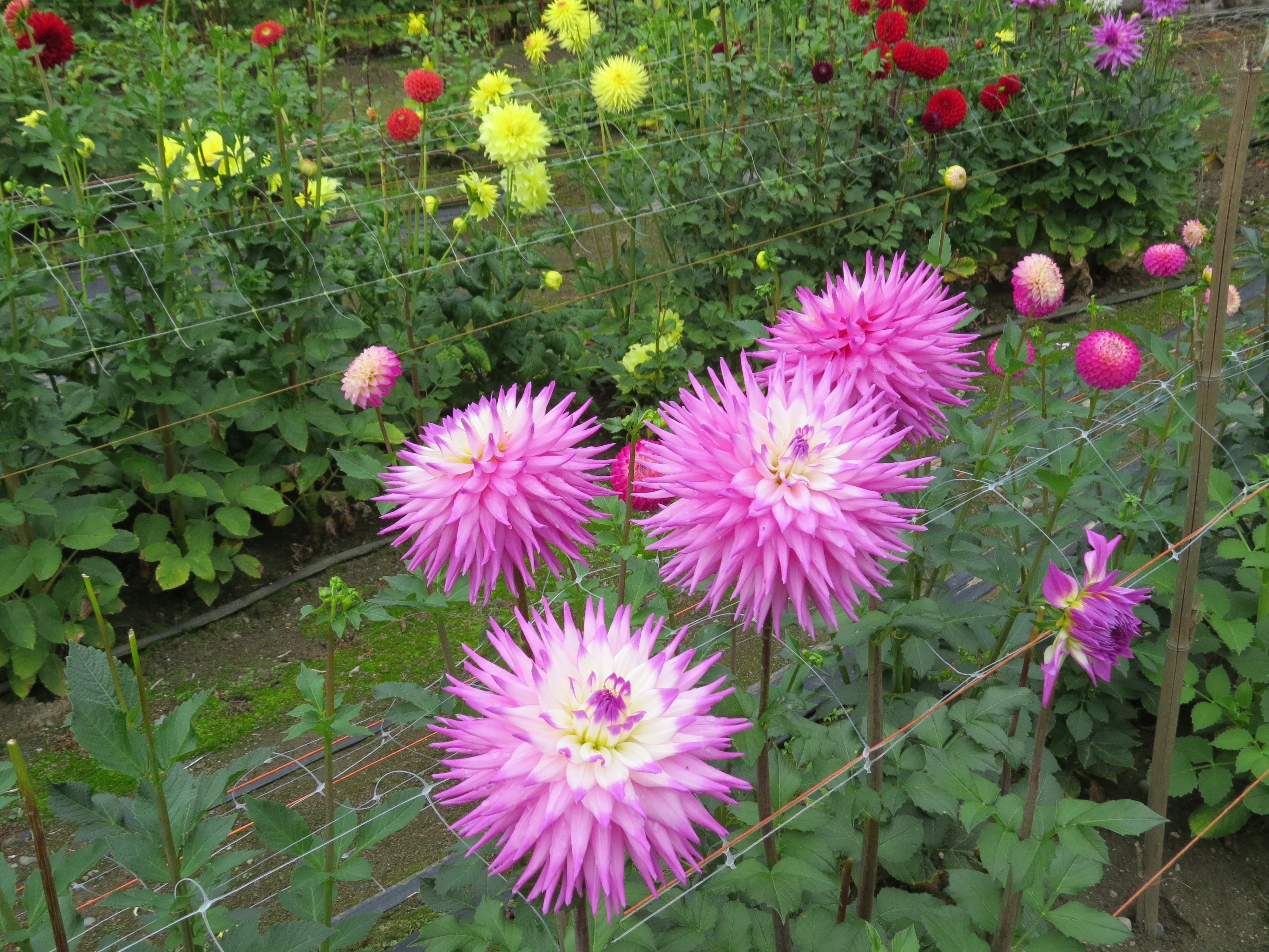 AC CHRISTINE (NEW 2026) -LIMIT 1 – Misfit Dahlias