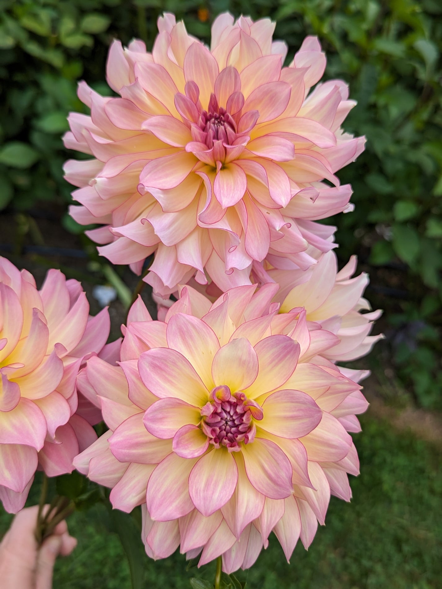 AC TWISP LIMIT 1 Misfit Dahlias