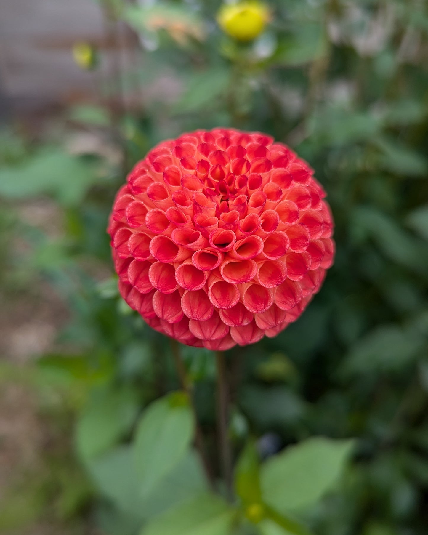 CHIMACUM PUMPKIN