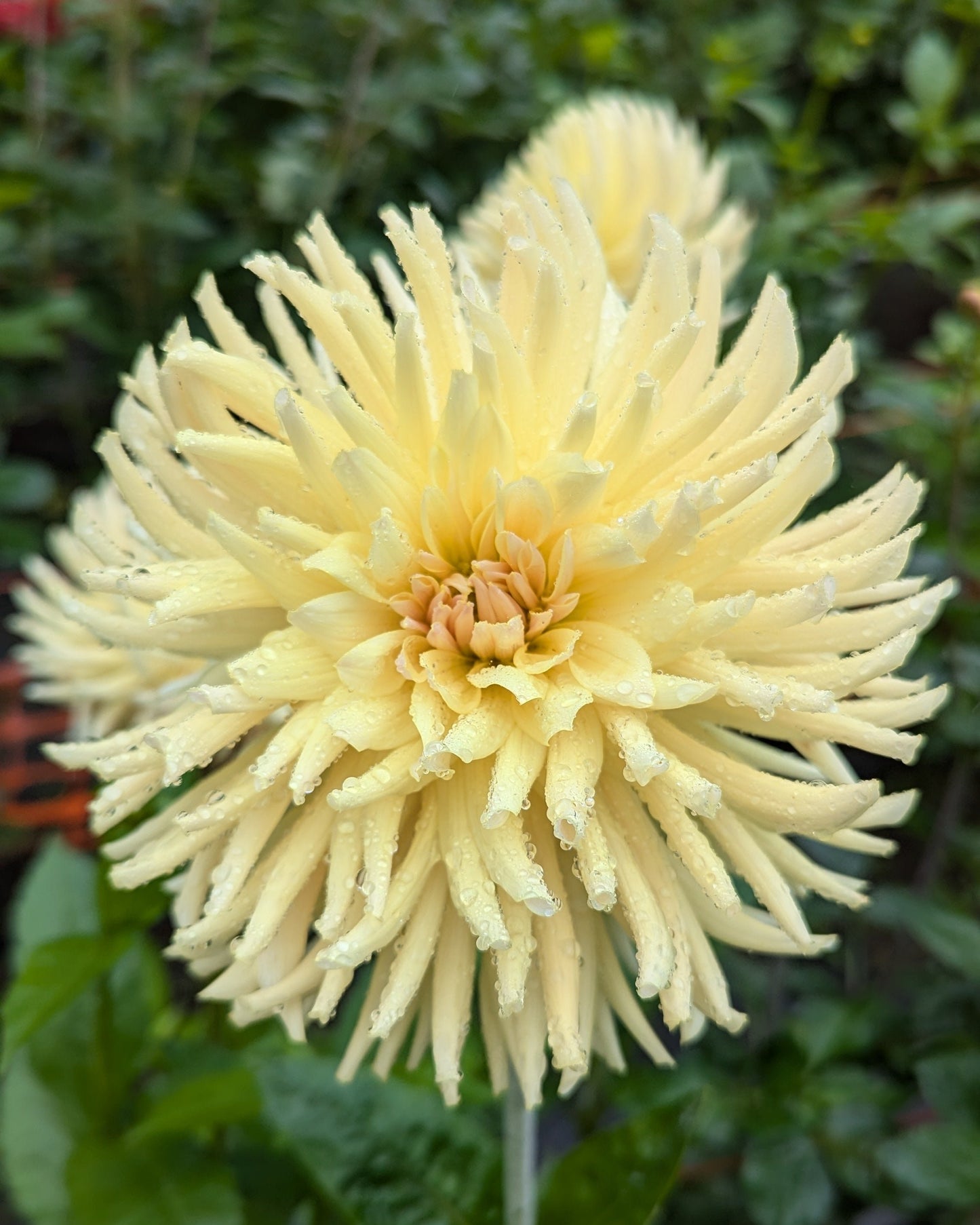 CLEARVIEW CITRON