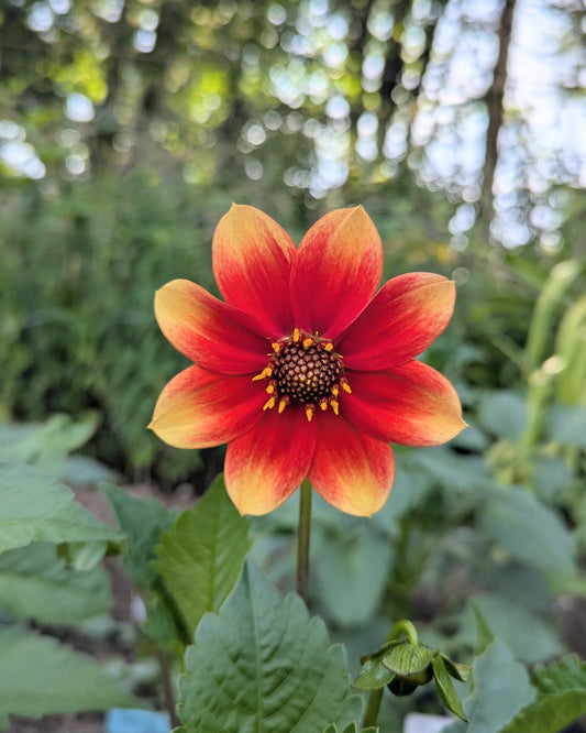 RAEANNE'S TIGER'S EYE