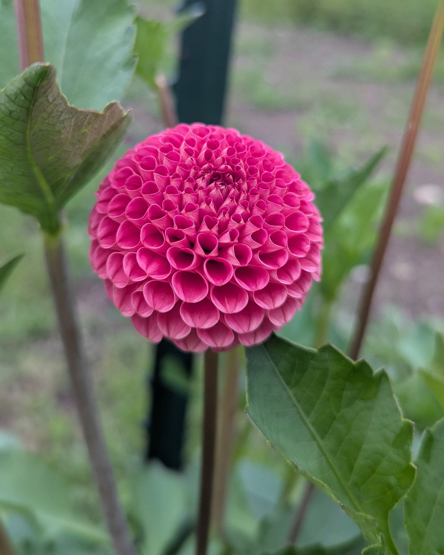 SB'S KA'S CHOICE -LIMIT 2