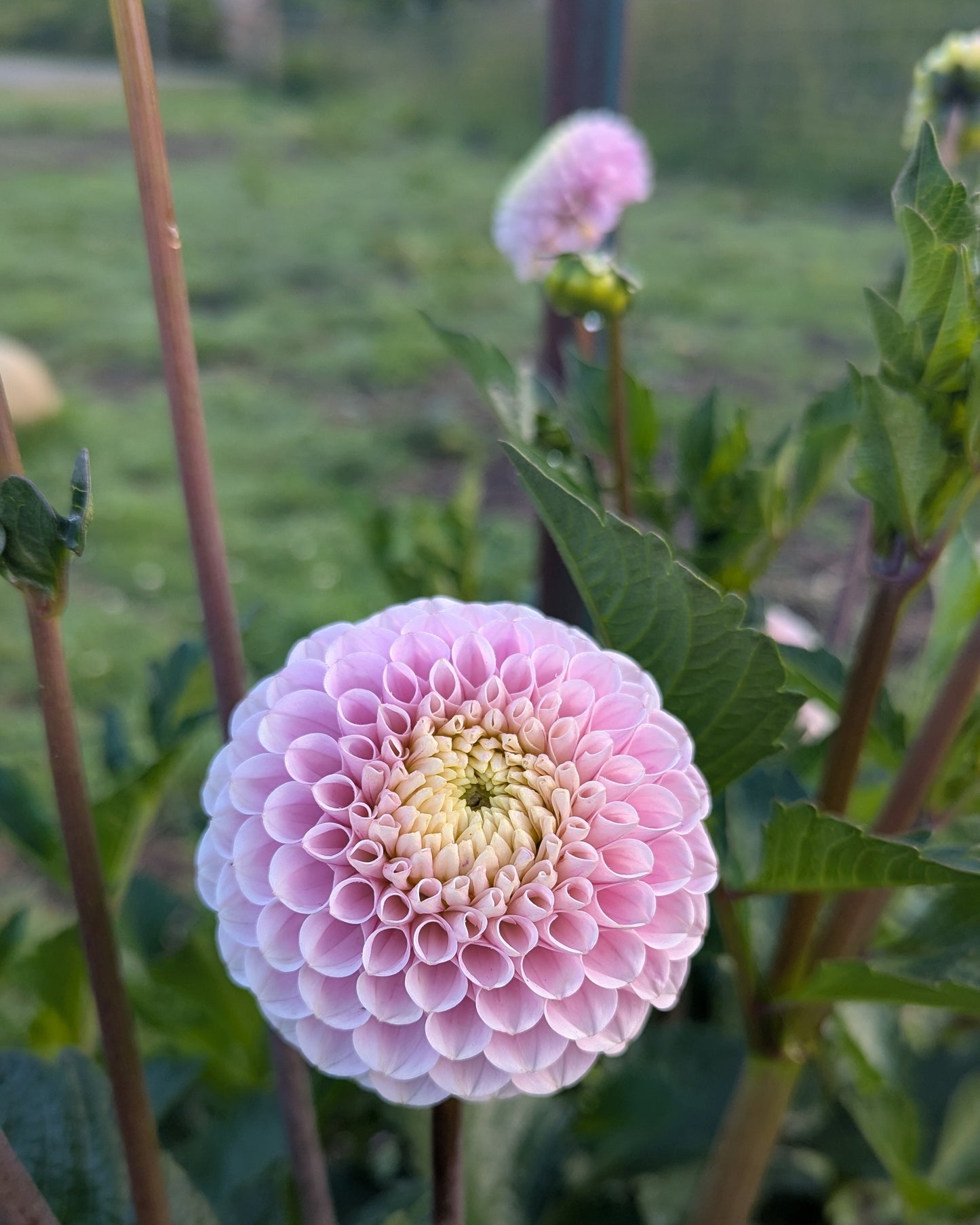 20TH AVE DELICADA -LIMIT 2