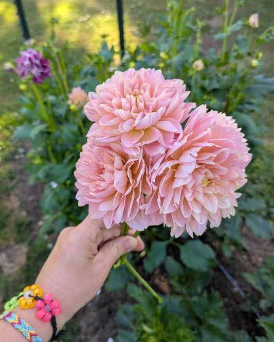 ROSEMARY'S WEBB (1958*)