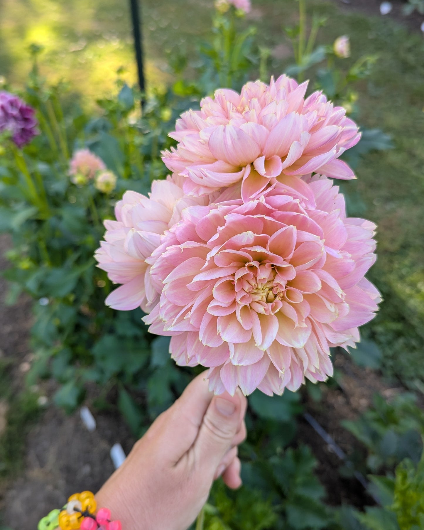 ROSEMARY'S WEBB (1958*) -LIMIT 1