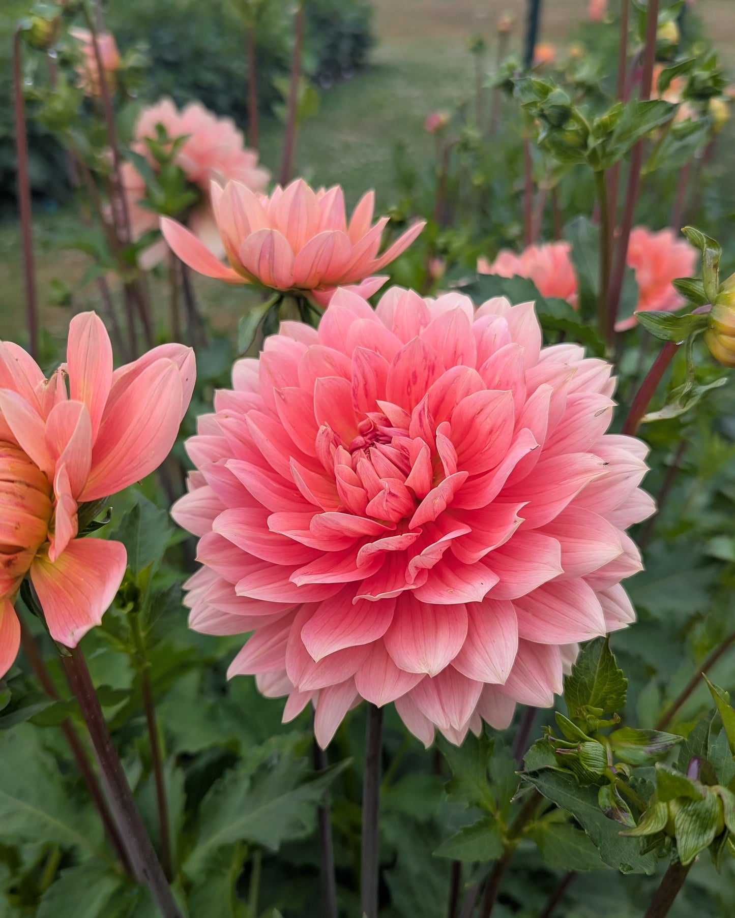 CAROLINA WAGEMANS -LIMIT 1