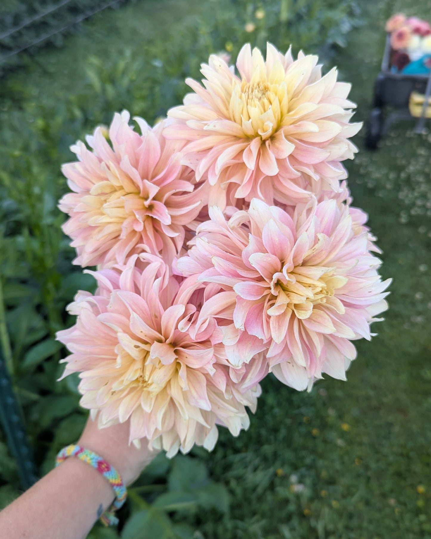 MISFIT ANTIQUE (NEW 2026) -LIMIT 1