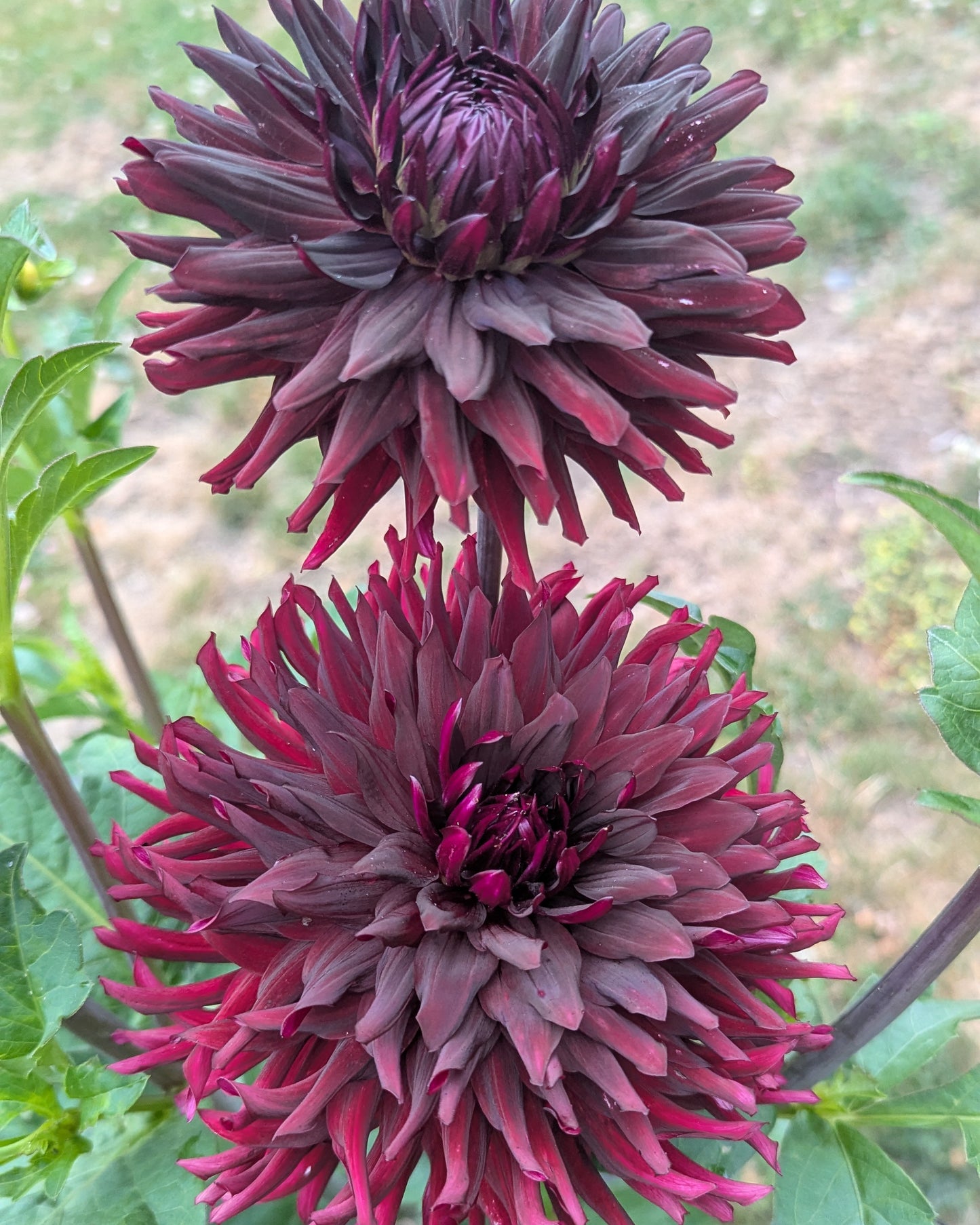 BULL'S BLOOD - LIMIT 1