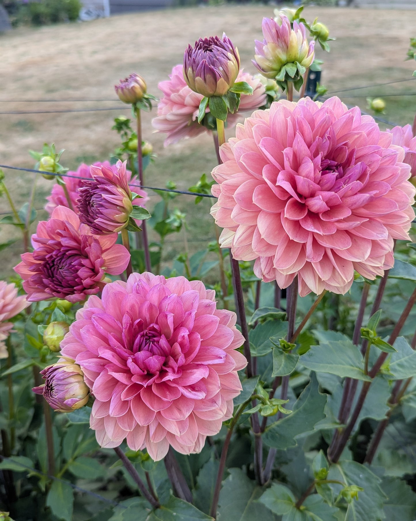 CHATEAU DE LA BOURDAISIERE -LIMIT 1