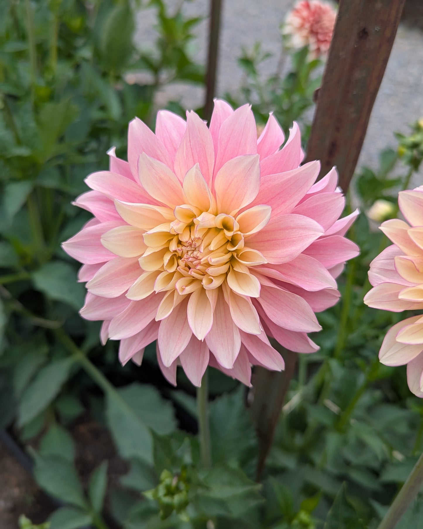 MISFIT ANTIQUE (NEW 2026) -LIMIT 1