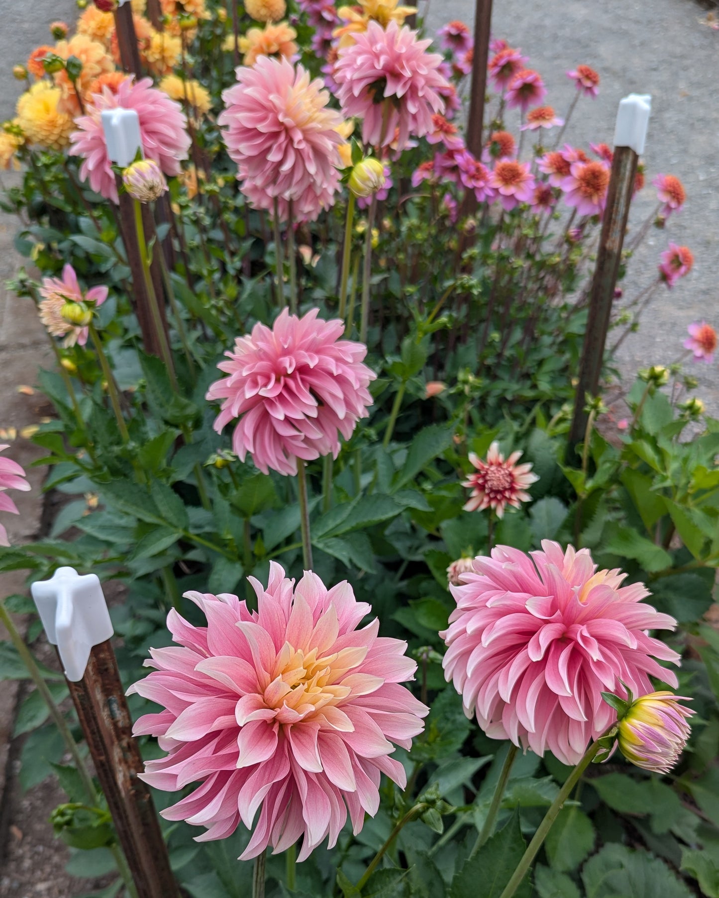 MISFIT ANTIQUE (NEW 2026) -LIMIT 1