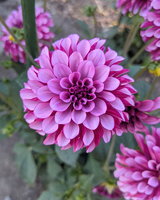 LUCKY JILL (NEW 2026) -LIMIT 1