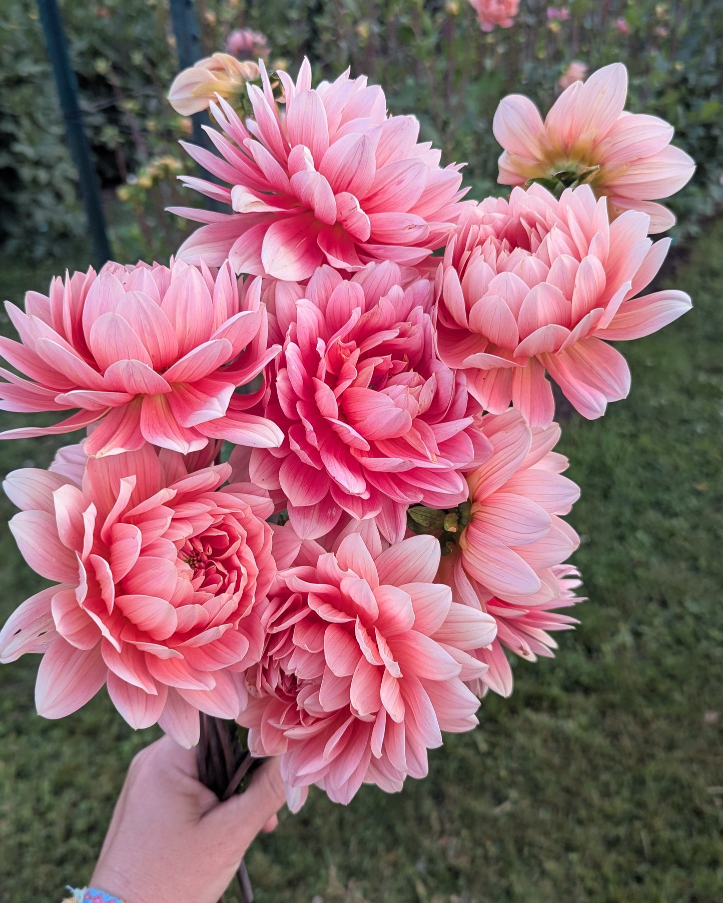 CAROLINA WAGEMANS -LIMIT 1