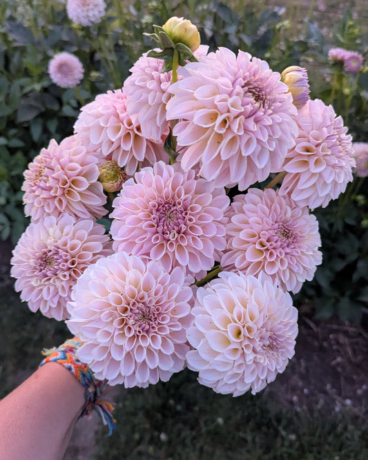 KA'S®️ CINDER ROSE - LIMIT 1